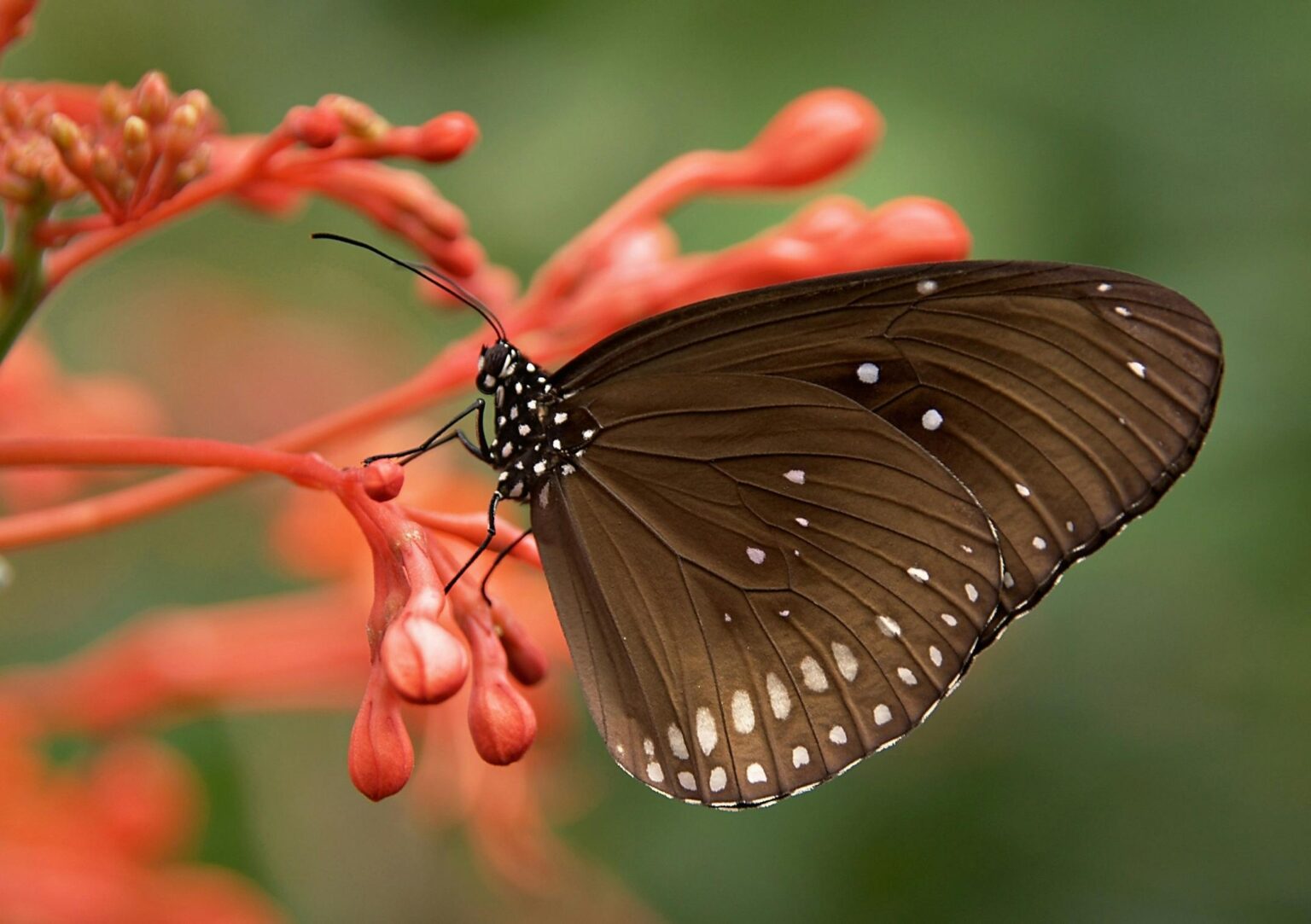 Close-up of a butterfly with brown wings perched on red flowers in nature.